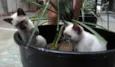 LILÍ e VIVÍ
