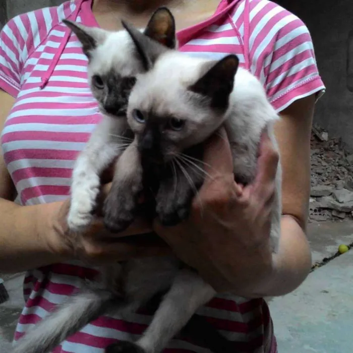 Gato ra a SRD idade 2 a 6 meses nome LILÍ e VIVÍ