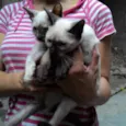 LILÍ e VIVÍ