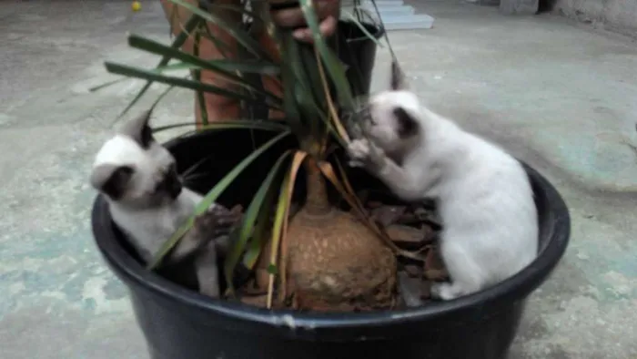 Gato ra a SRD idade 2 a 6 meses nome LILÍ e VIVÍ