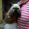 LILÍ e VIVÍ