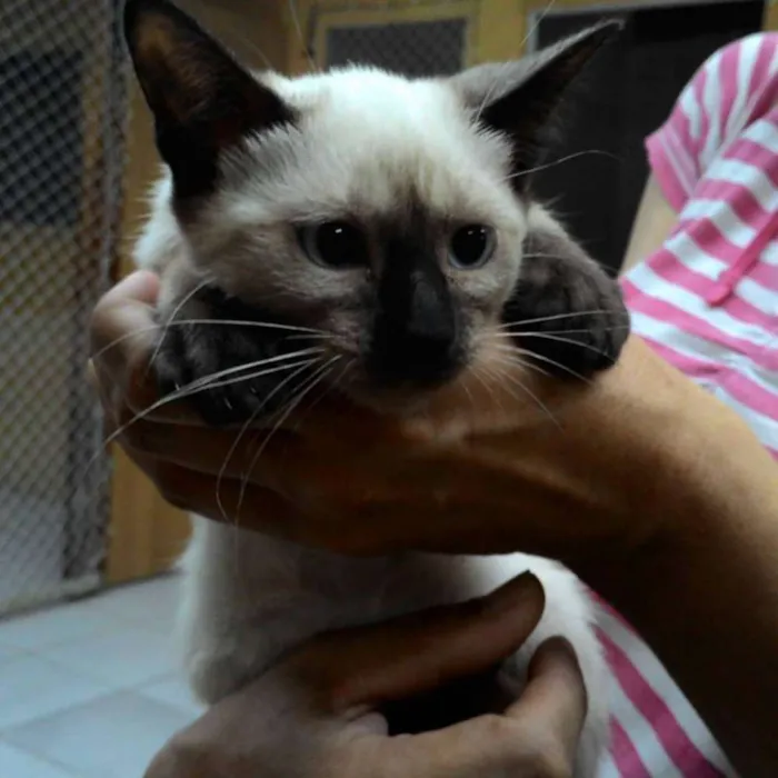 Gato ra a SRD idade 2 a 6 meses nome LILÍ e VIVÍ