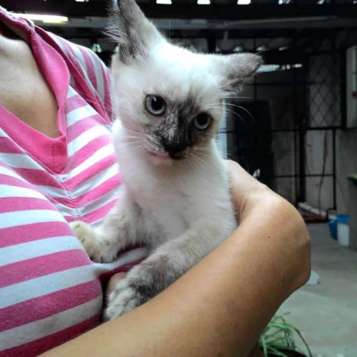 Gato ra a SRD idade 2 a 6 meses nome LILÍ e VIVÍ