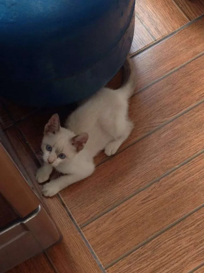 Gato raça SRD idade 2 a 6 meses nome Sem Nome