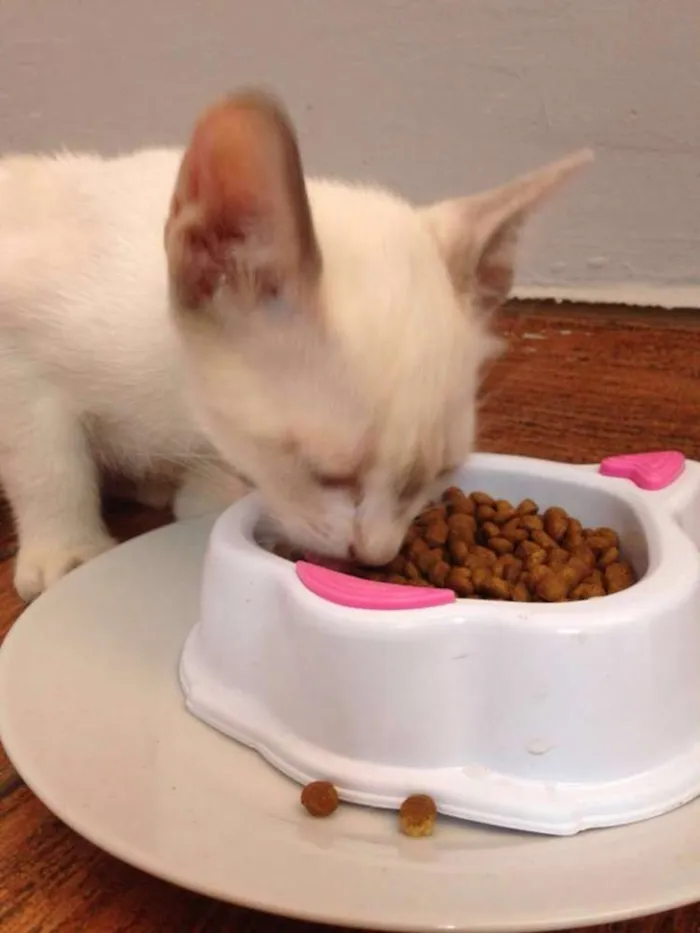 Gato raça SRD idade 2 a 6 meses nome Sem Nome