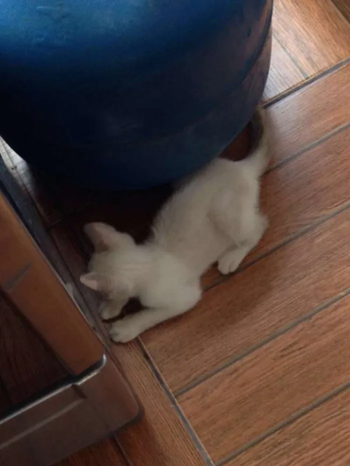 Gato raça SRD idade 2 a 6 meses nome Sem Nome