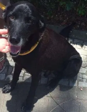 Cachorro raça Vira lata idade 4 anos nome Não coloquei ainda
