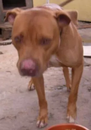 Cachorro raça Pit-Bull idade 5 anos nome Bethoven