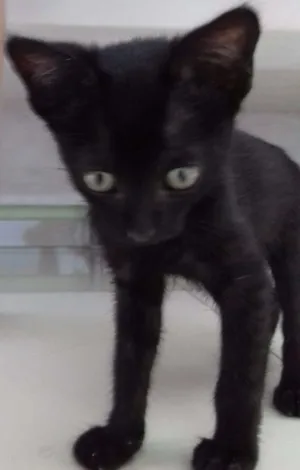 Gato raça  idade 2 a 6 meses nome Mimi