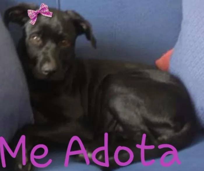 Cachorro ra a Srd idade 2 a 6 meses nome Mel
