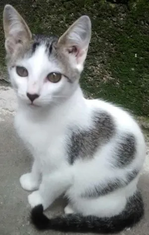 Gato raça SRD idade 2 a 6 meses nome NINA