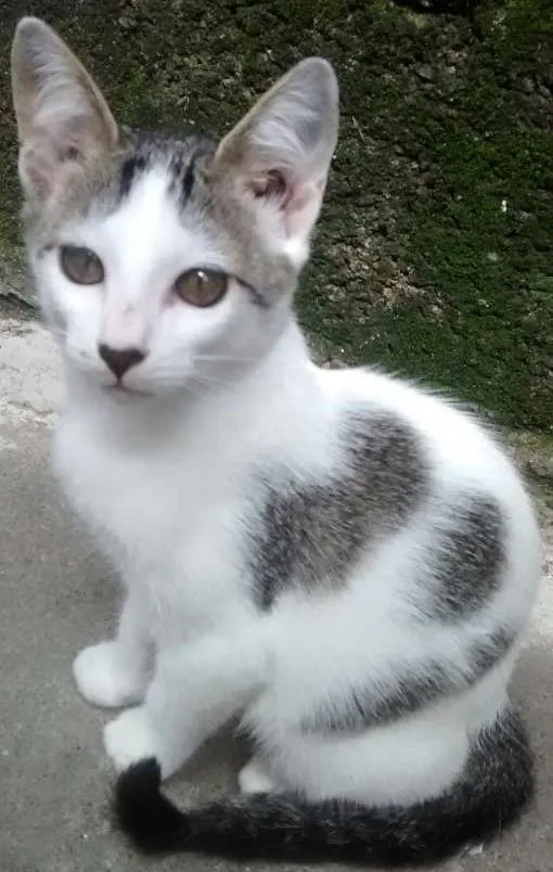 Gato ra a SRD idade 2 a 6 meses nome NINA