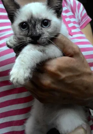 Gato raça SRD idade 2 a 6 meses nome LILÍ e VIVÍ