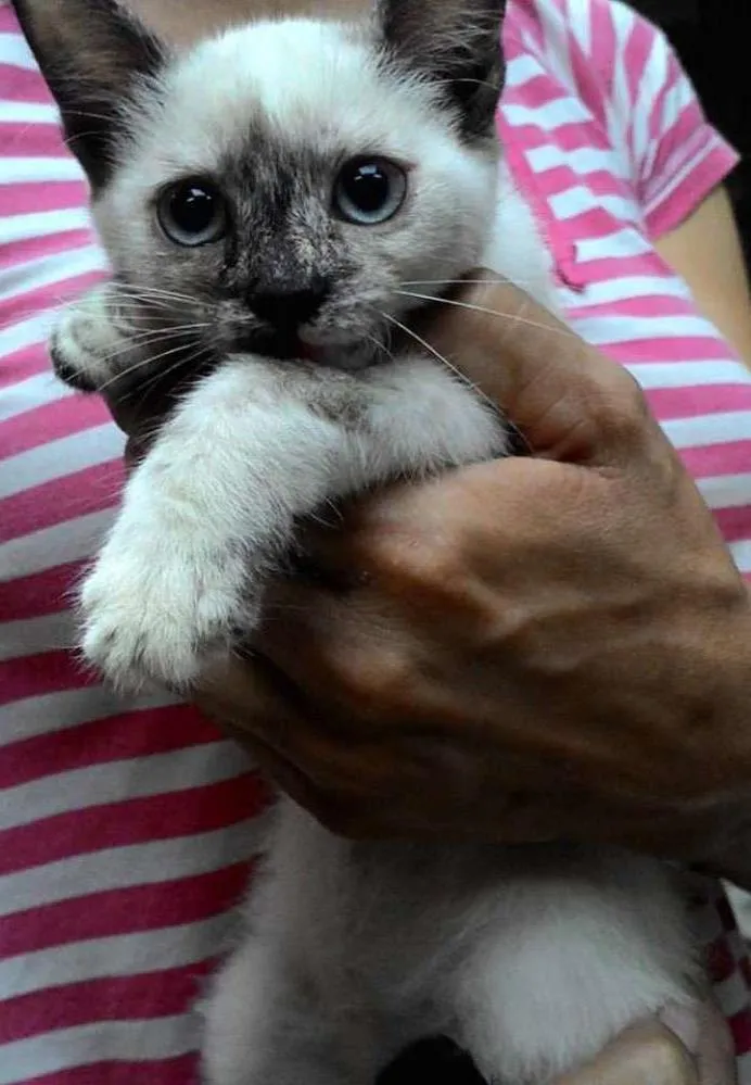 Gato ra a SRD idade 2 a 6 meses nome LILÍ e VIVÍ