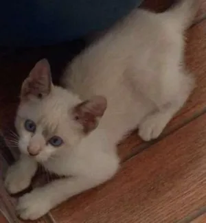 Gato raça SRD idade 2 a 6 meses nome Sem Nome