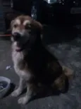 Bimbo