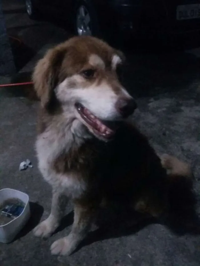 Cachorro ra a Não definida idade 2 anos nome Bimbo