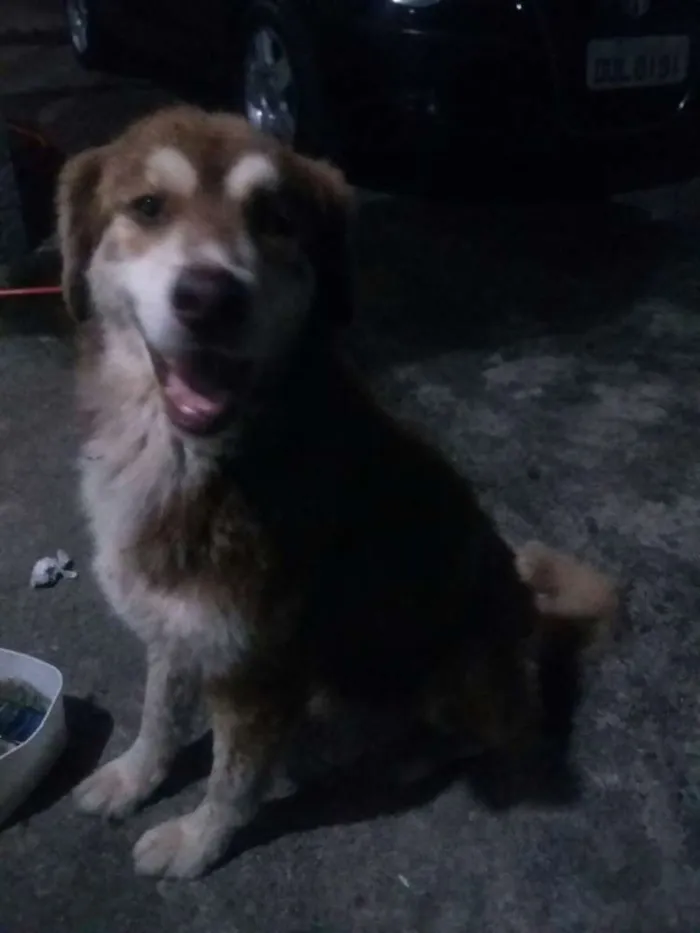 Cachorro ra a Não definida idade 2 anos nome Bimbo