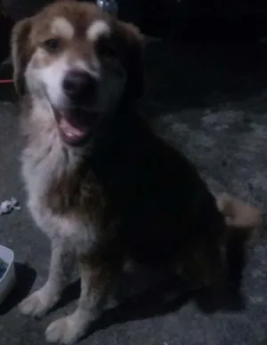 Cachorro raça Não definida idade 2 anos nome Bimbo