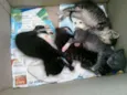 Lindos gatinhos