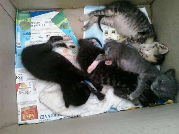 Gato raça Dv idade  nome Lindos gatinhos