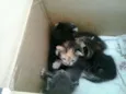 Lindos gatinhos