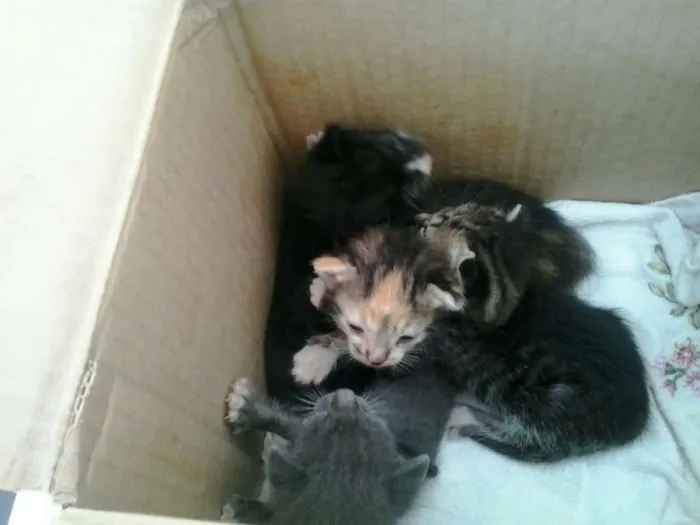 Gato raça Dv idade  nome Lindos gatinhos