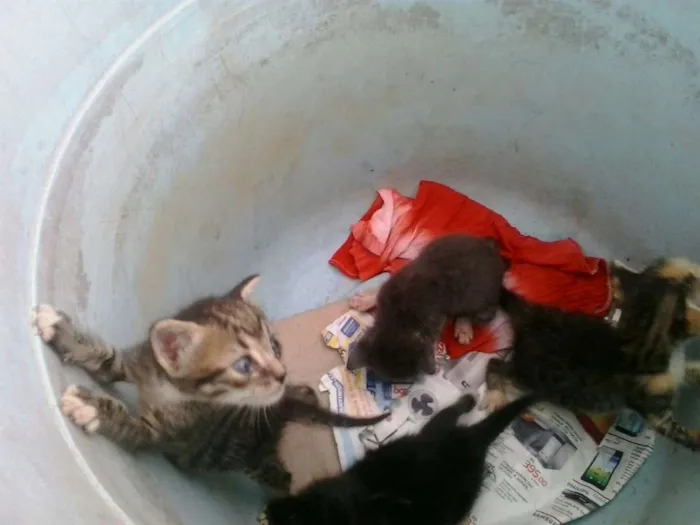 Gato raça Dv idade  nome Lindos gatinhos