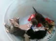 Lindos gatinhos