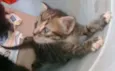 Lindos gatinhos