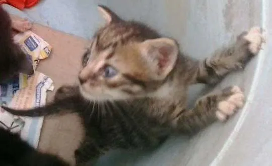 Gato raça Dv idade  nome Lindos gatinhos