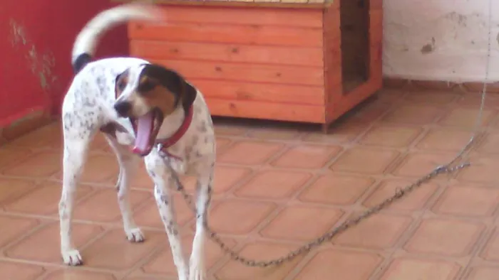 Cachorro ra a Perdigueiro idade 7 a 11 meses nome paçoca