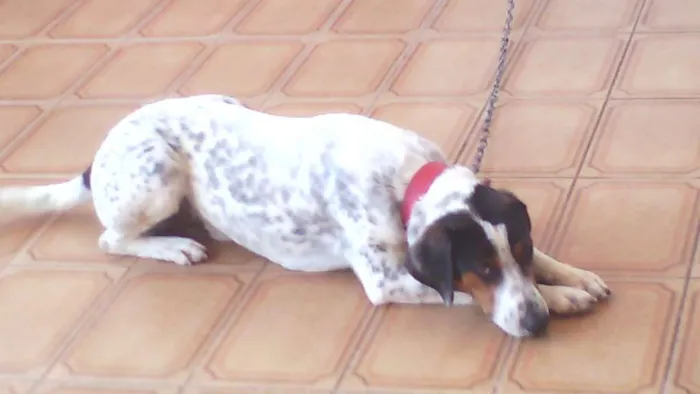 Cachorro ra a Perdigueiro idade 7 a 11 meses nome paçoca
