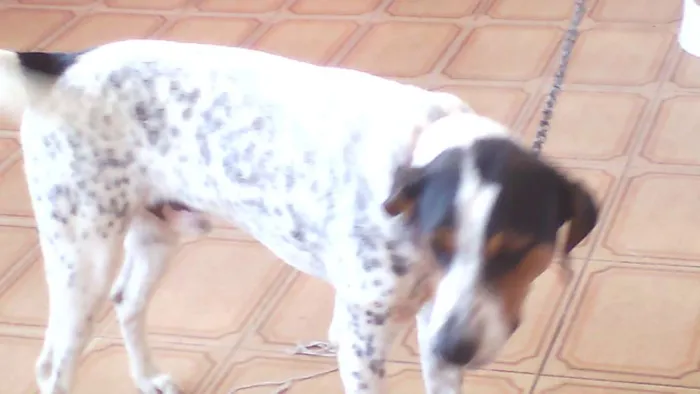 Cachorro ra a Perdigueiro idade 7 a 11 meses nome paçoca
