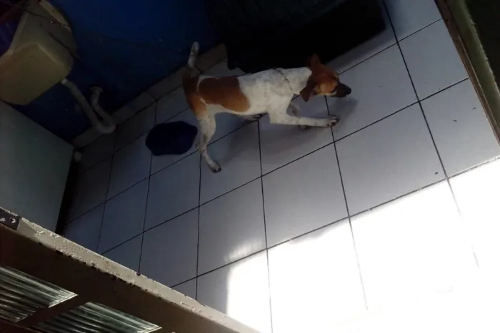 Cachorro ra a Vira lata idade 7 a 11 meses nome Pitoco