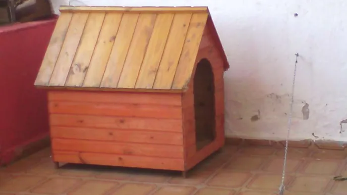 Cachorro ra a Perdigueiro idade 7 a 11 meses nome paçoca