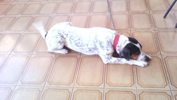 Cachorro ra a Perdigueiro idade 7 a 11 meses nome paçoca