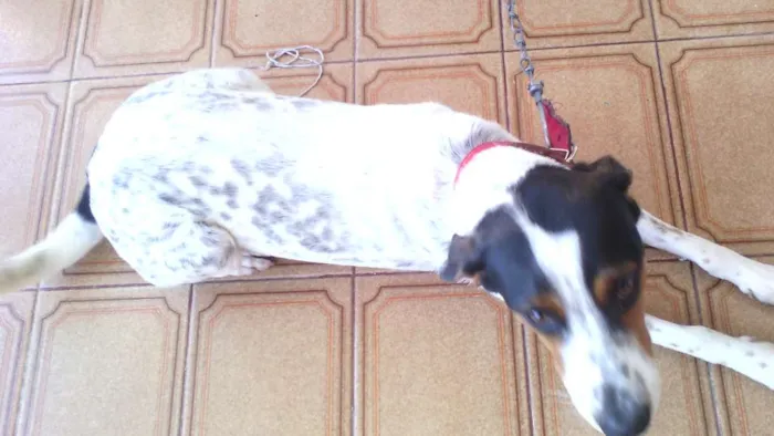 Cachorro ra a Perdigueiro idade 7 a 11 meses nome paçoca