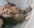 Lindos gatinhos