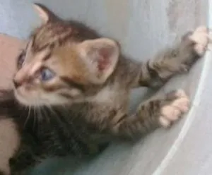 Gato raça Dv idade  nome Lindos gatinhos