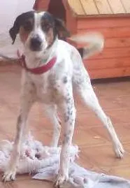 Cachorro raça Perdigueiro idade 7 a 11 meses nome paçoca