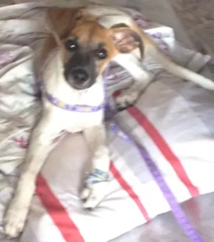 Cachorro raça Vira lata idade 7 a 11 meses nome Pitoco