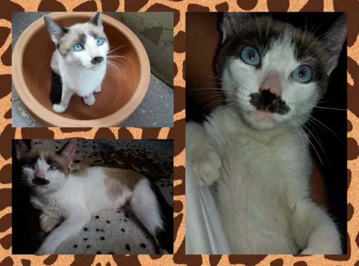Gato ra a SRD idade 2 a 6 meses nome Cora