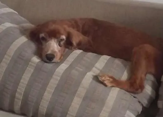 Cachorro raça Cocker idade 6 ou mais anos nome Princesa