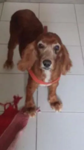 Cachorro raça Cocker idade 6 ou mais anos nome Princesa