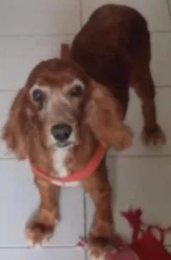 Cachorro raça Cocker idade 6 ou mais anos nome Princesa