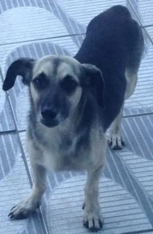 Cachorro raça Não sei  idade  nome Snopy