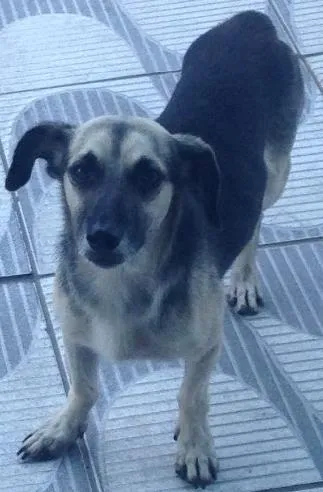 Cachorro raça Não sei  idade  nome Snopy