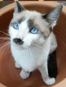 Gato ra a SRD idade 2 a 6 meses nome Cora