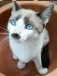Cora